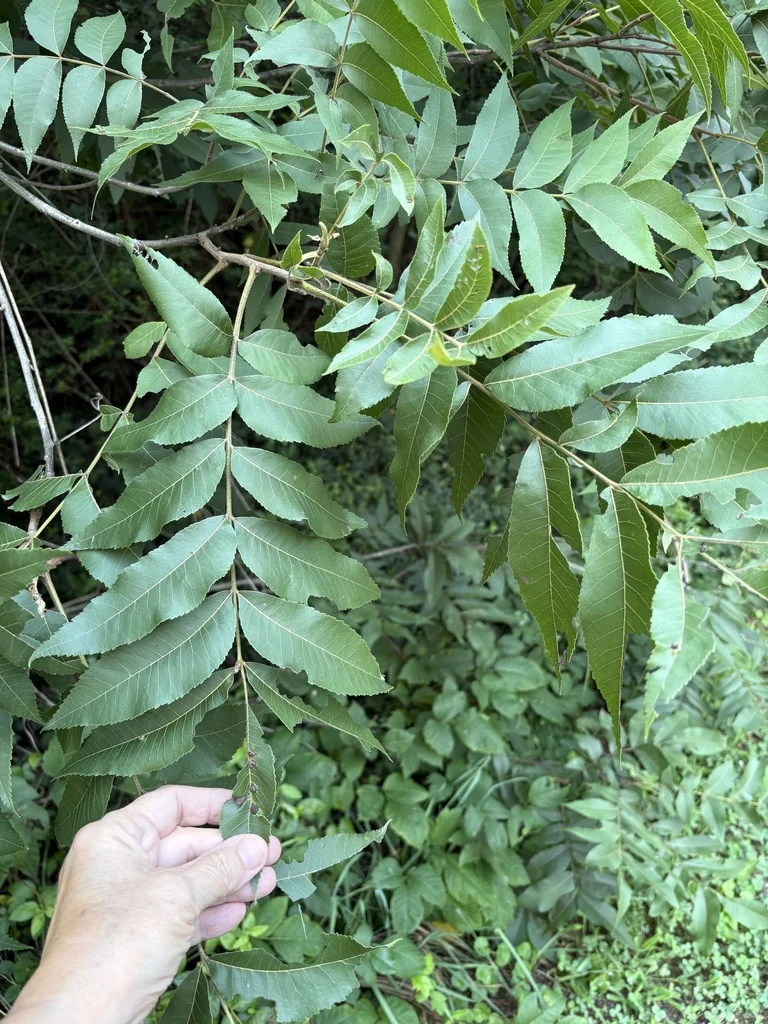 Carya illinoinensis