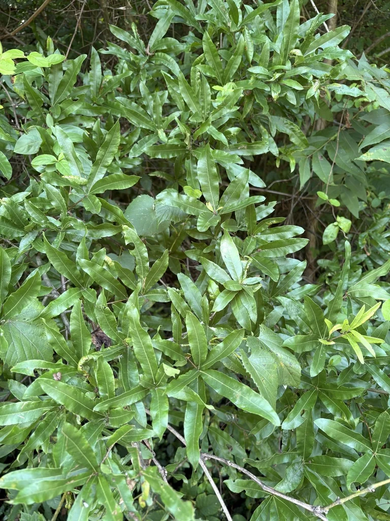 Quercus Phellos