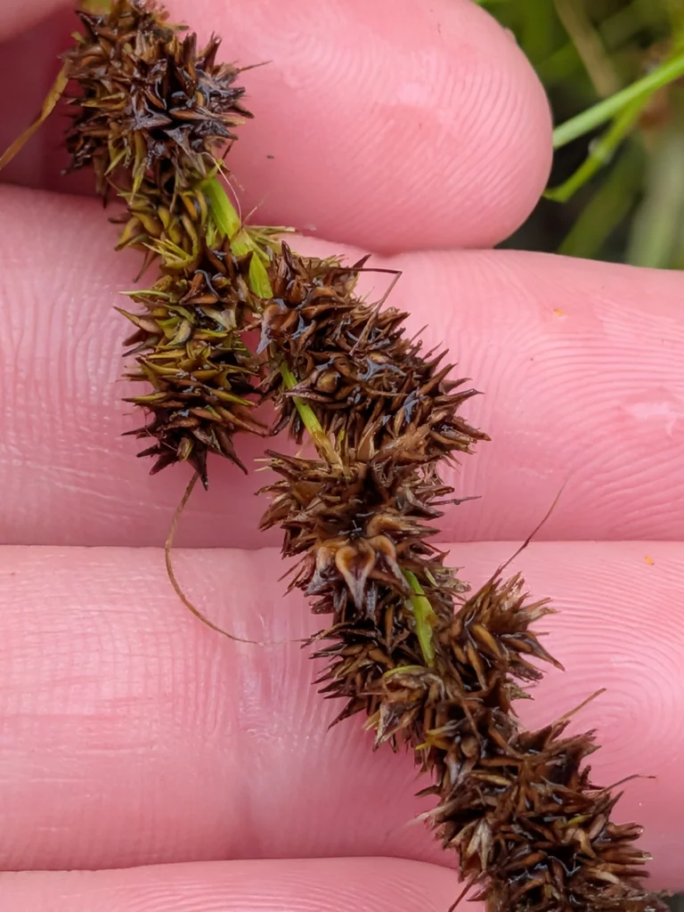 Carex Vulpinoidea