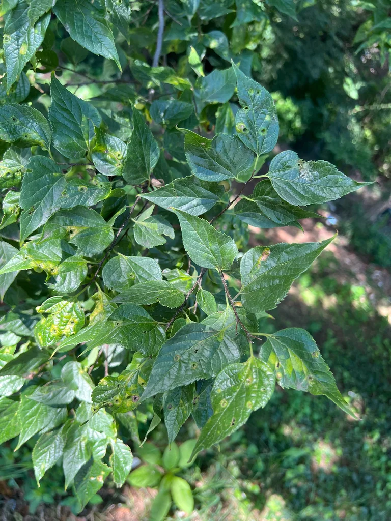 Celtis Occidentalis