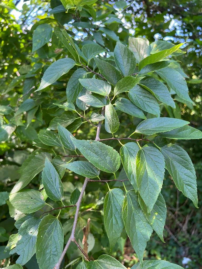 Celtis Occidentalis