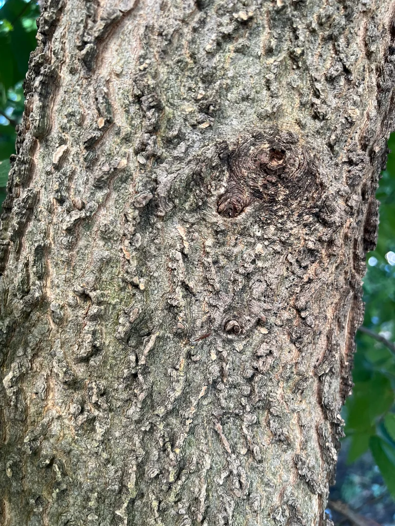 Celtis Occidentalis