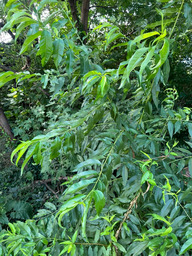 Prunus Persica