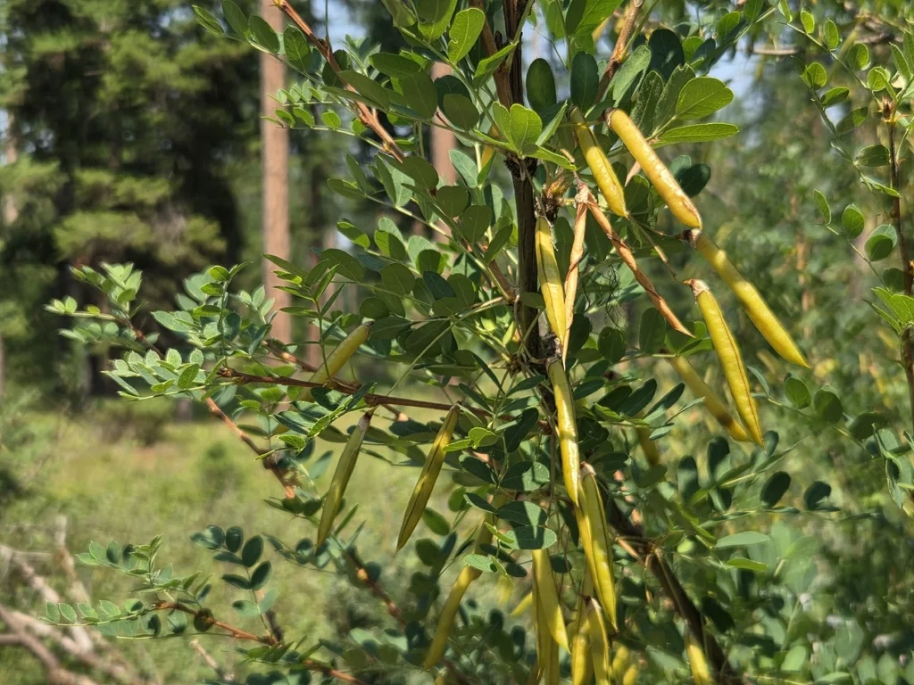 Caragana Arborescens