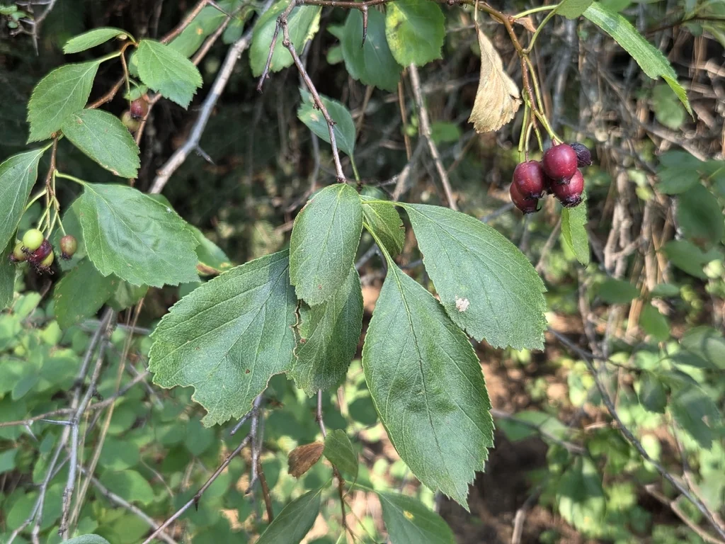 Crataegus Douglasii
