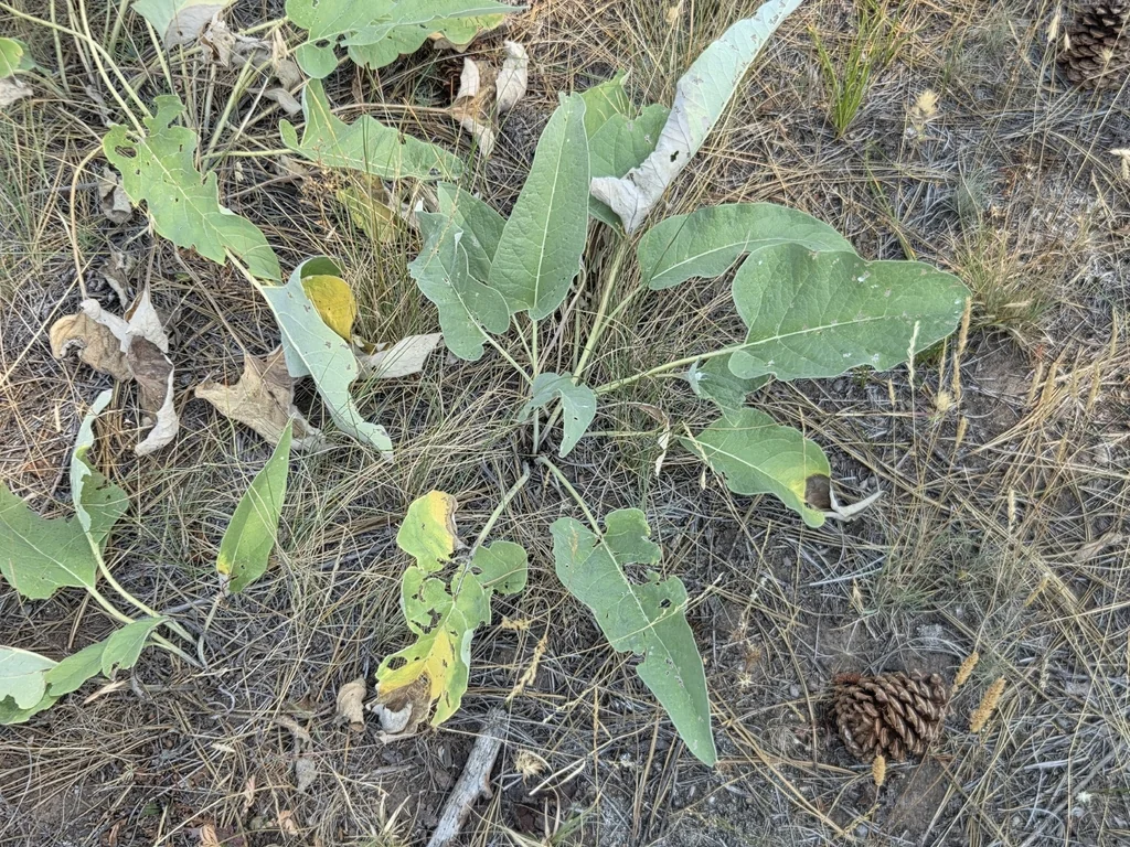 Balsamorhiza Sagittata