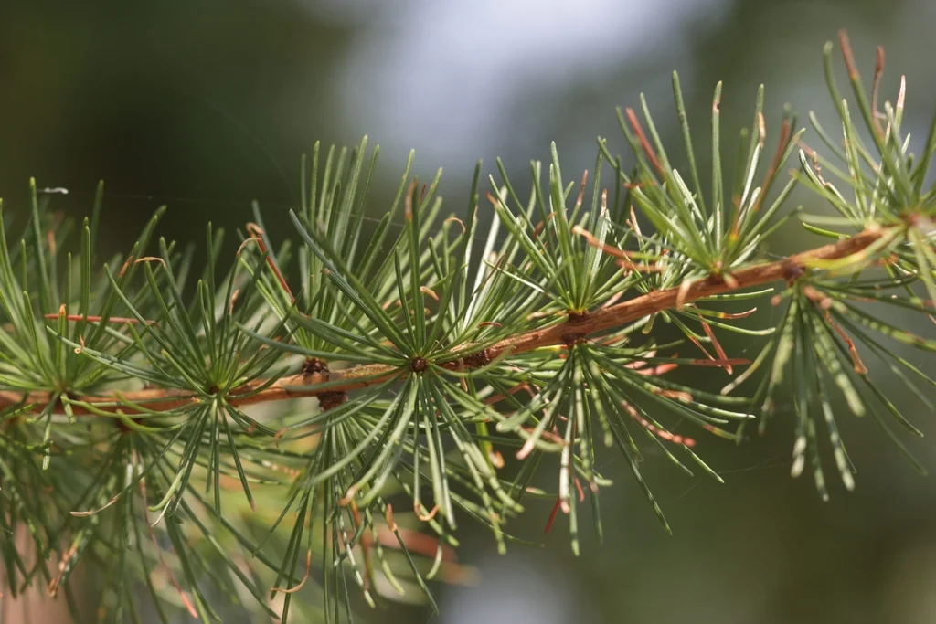 Larix Occidentalis