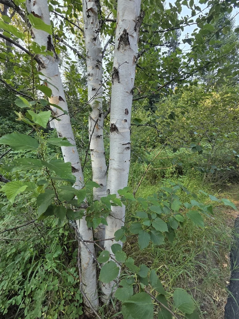 Betula Papyrifera