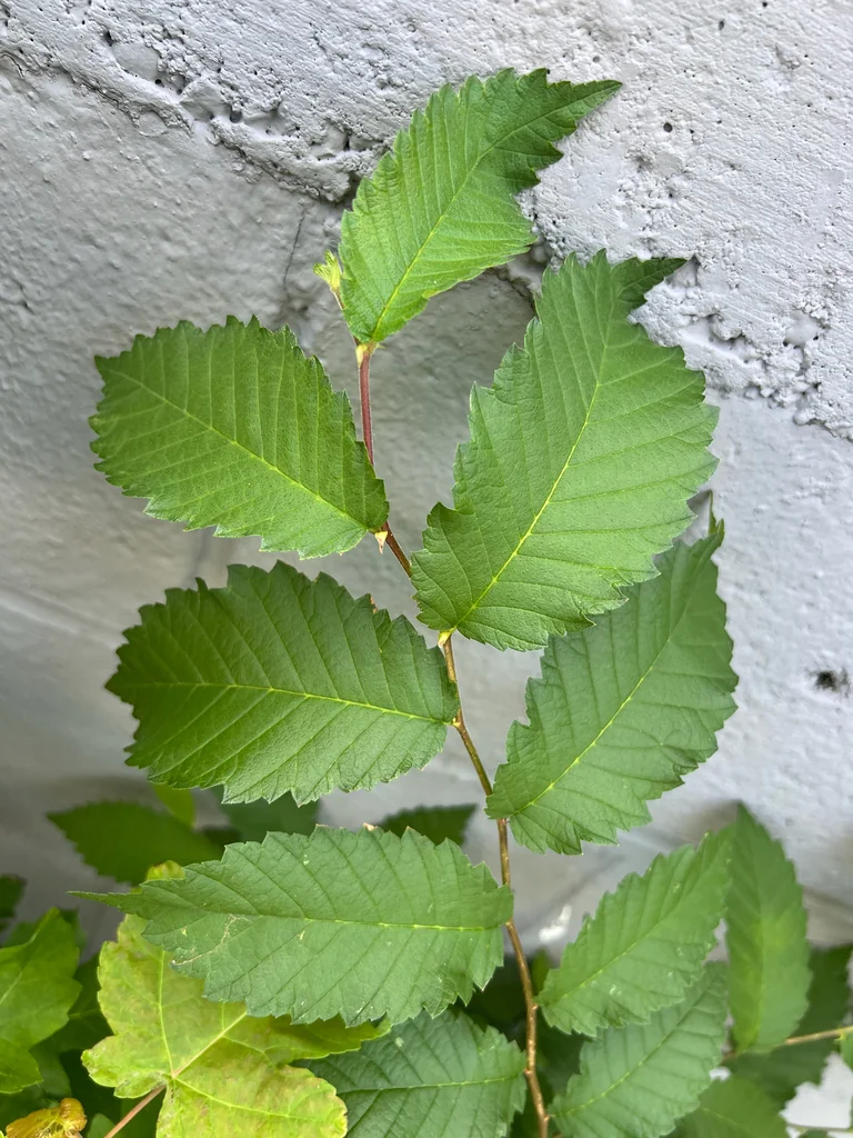 Ulmus Americana