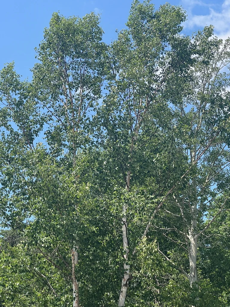 Betula Papyrifera