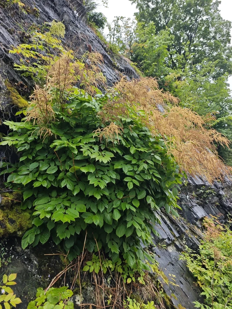 Aruncus Dioicus