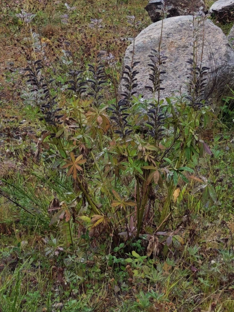 Lupinus Polyphyllus