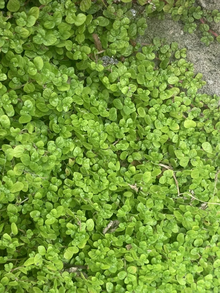 Soleirolia Soleirolii