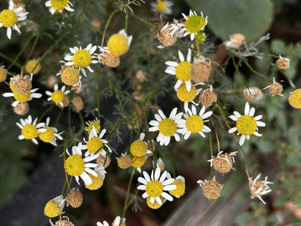 Matricaria Recutita