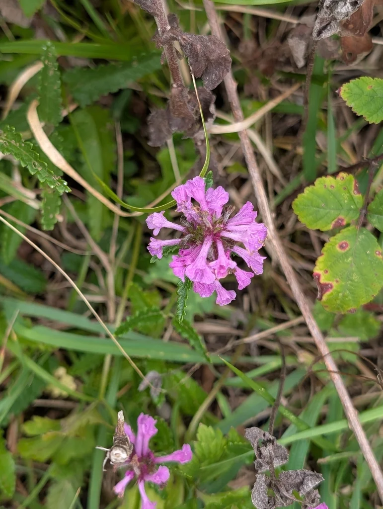 Stachys Officinalis