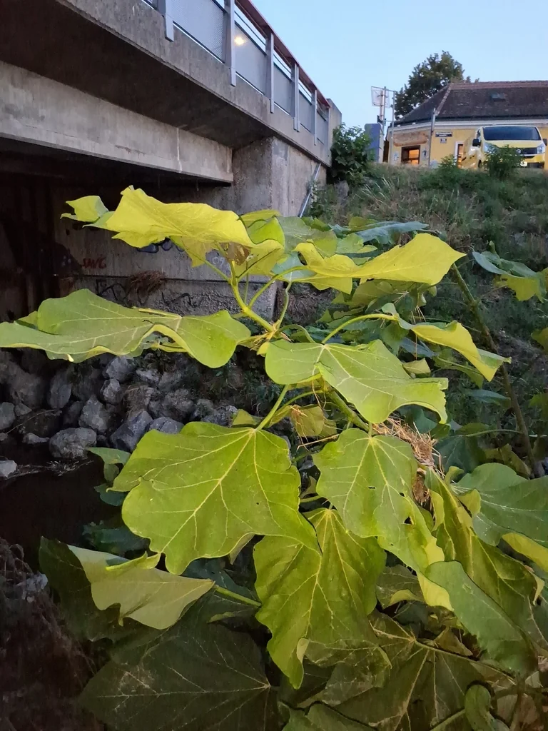 Catalpa Bignonioides
