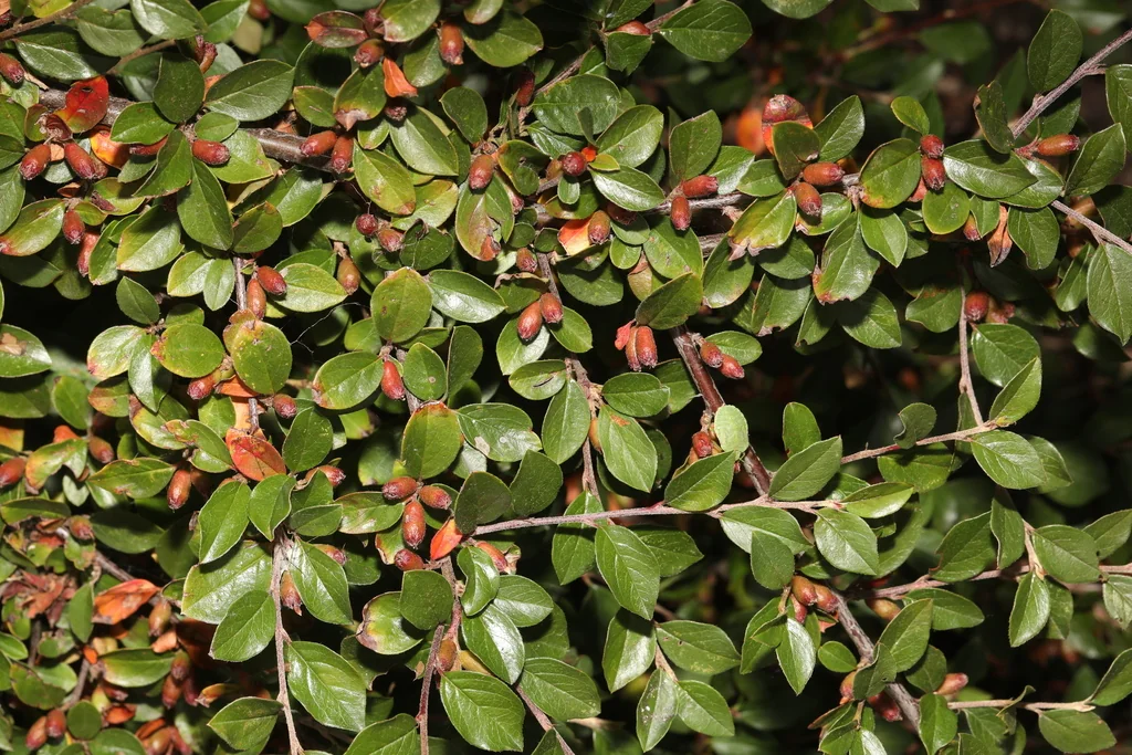 Cotoneaster Horizontalis