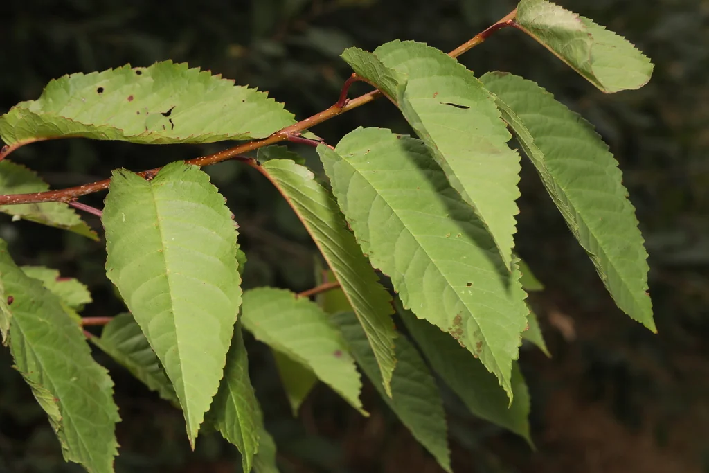 Prunus Avium