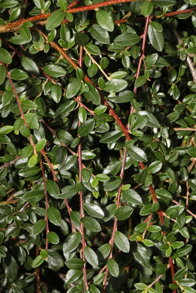 Cotoneaster Horizontalis