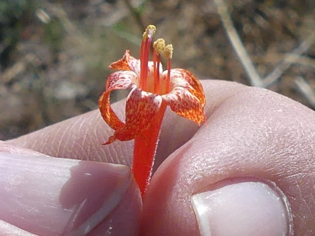 Ipomopsis Aggregata