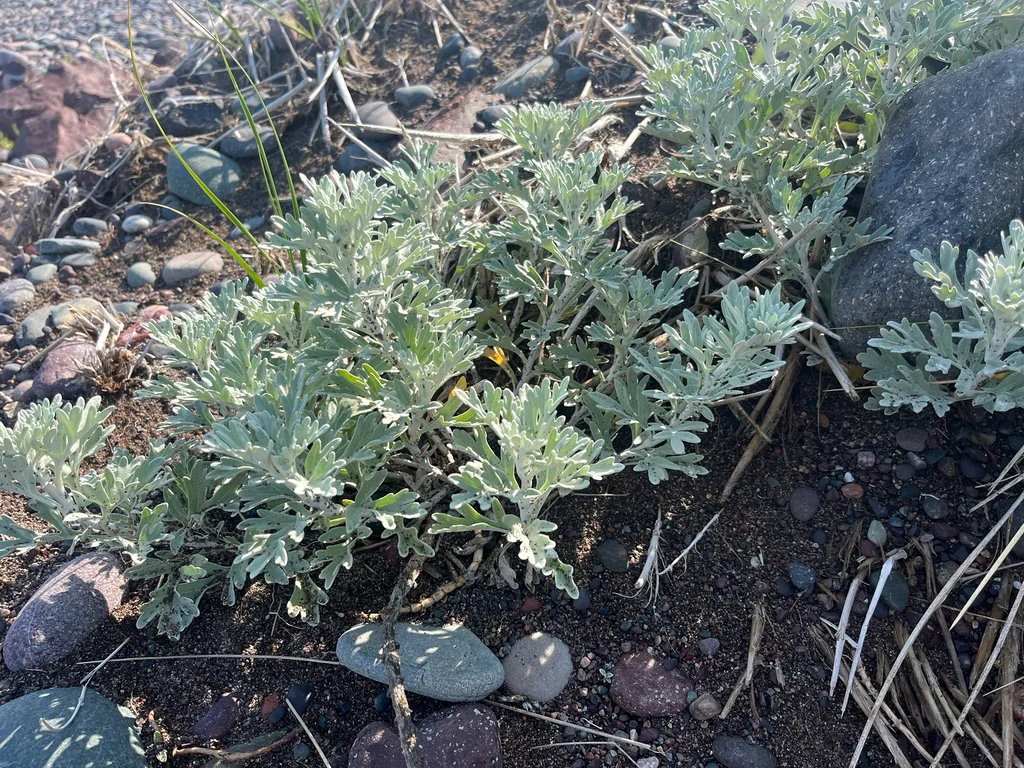 Artemisia stelleriana