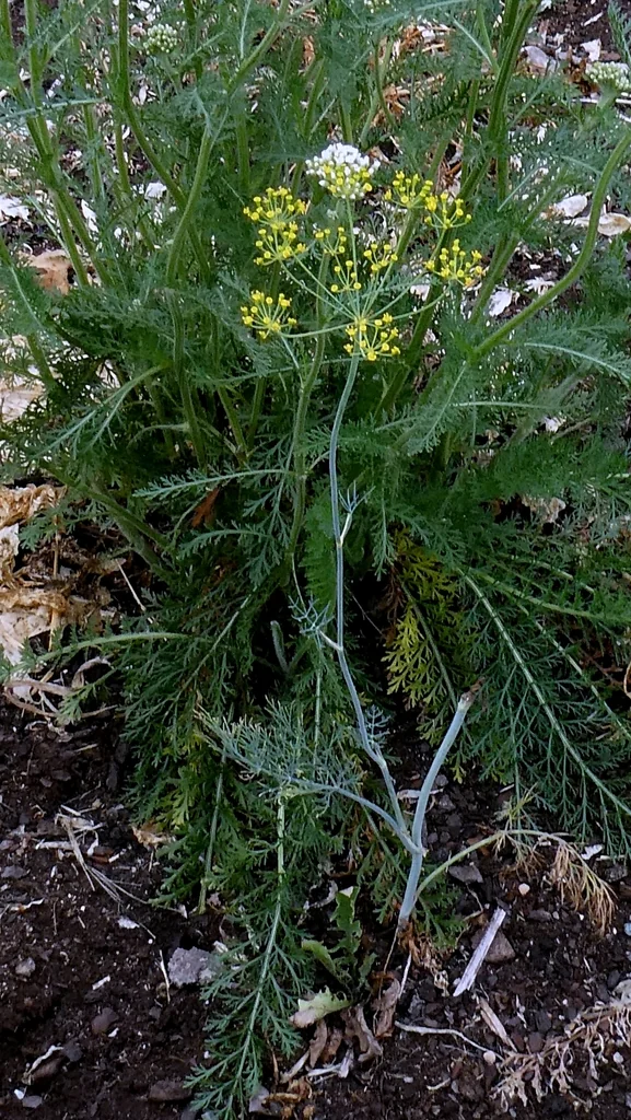 Anethum Graveolens