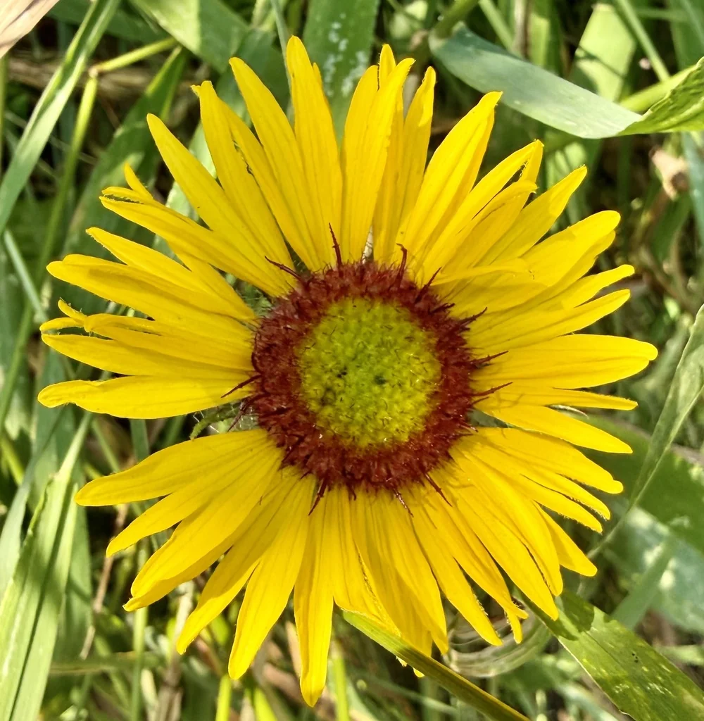 Gaillardia Aristata