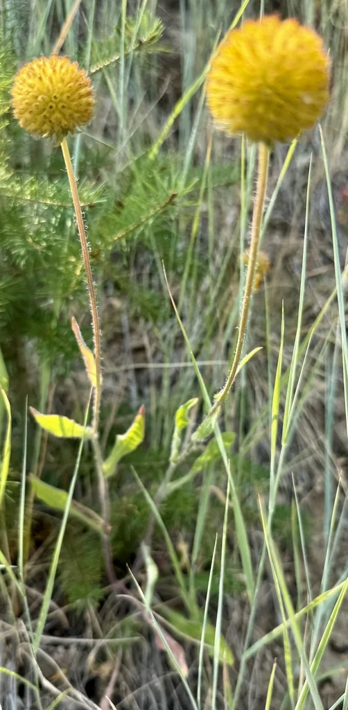Gaillardia Aristata