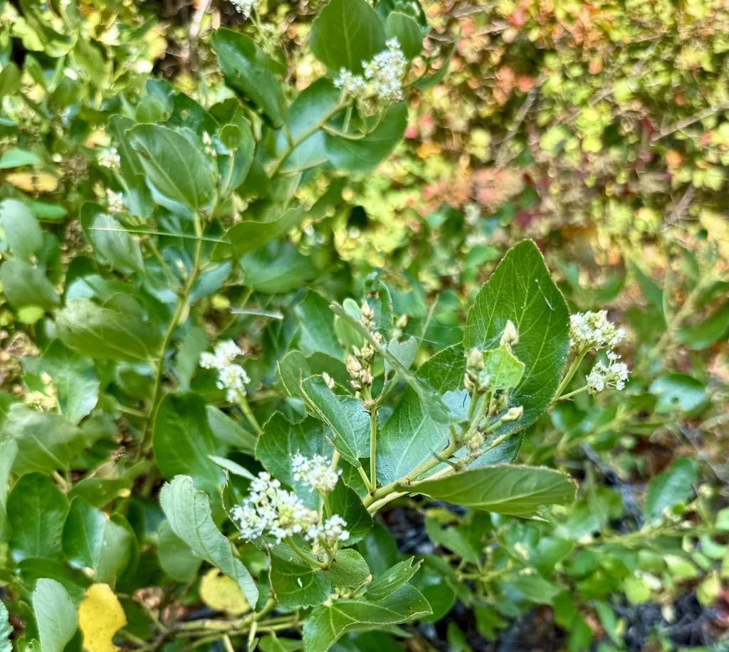 Ceanothus Velutinus