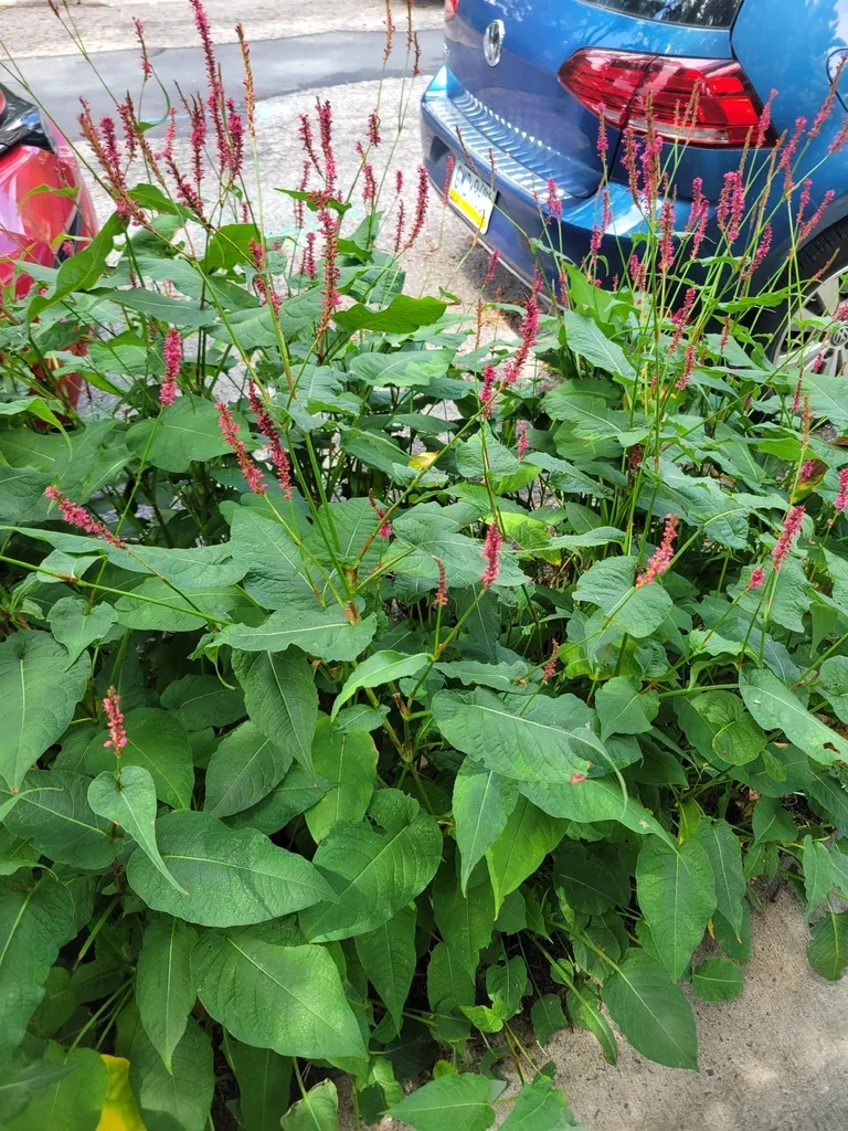 Persicaria amplexicaulis
