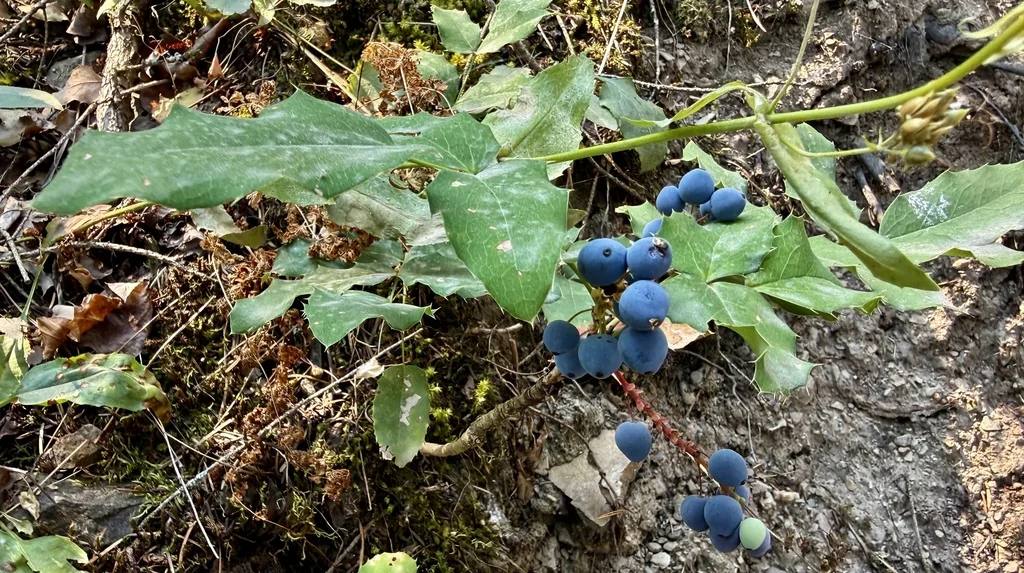 Mahonia Repens