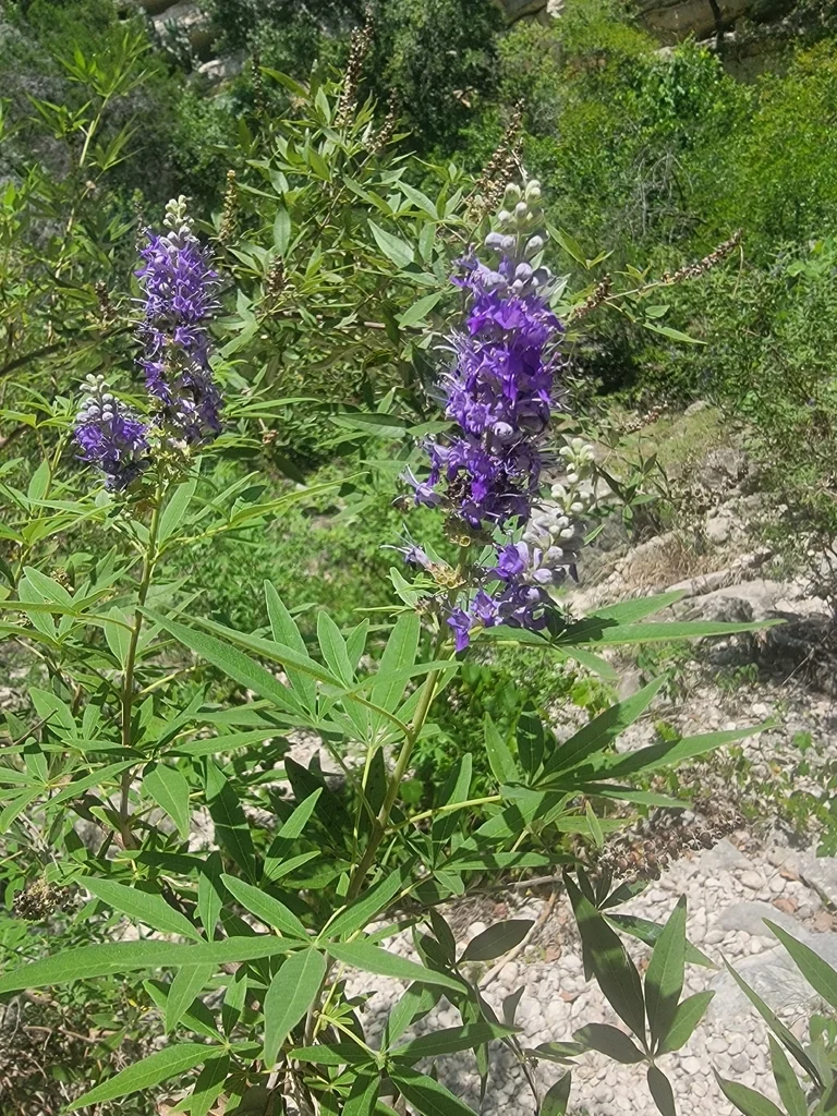 Vitex Agnus-Castus