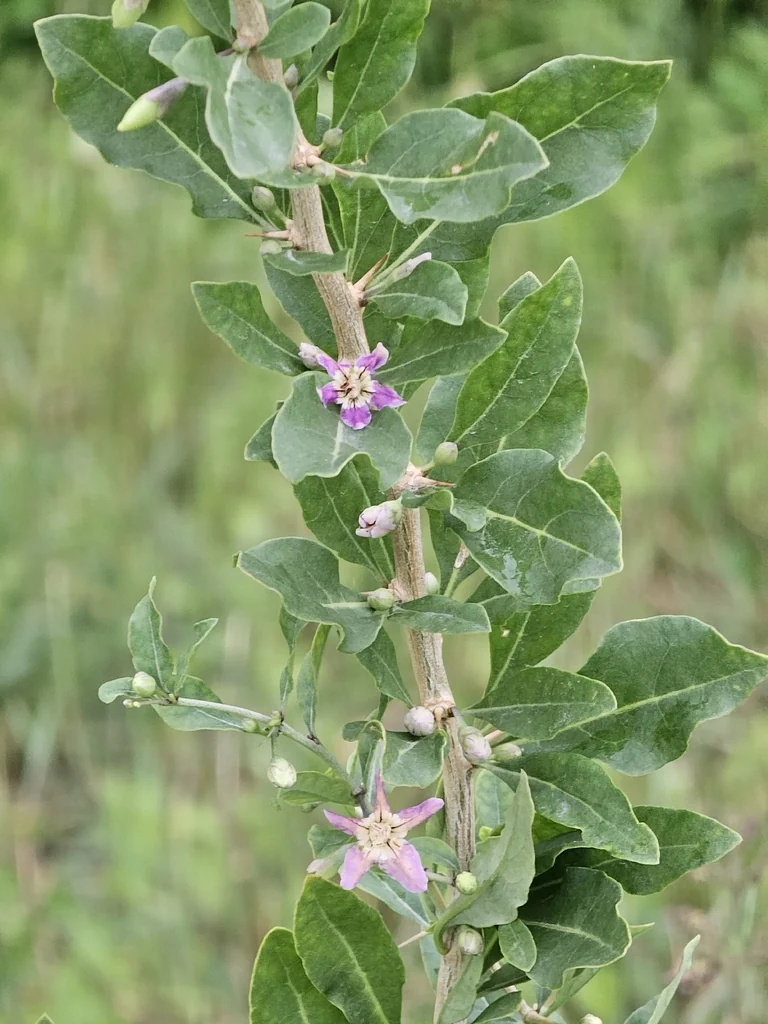 Lycium Barbarum