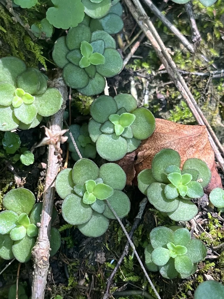 Sedum Ternatum