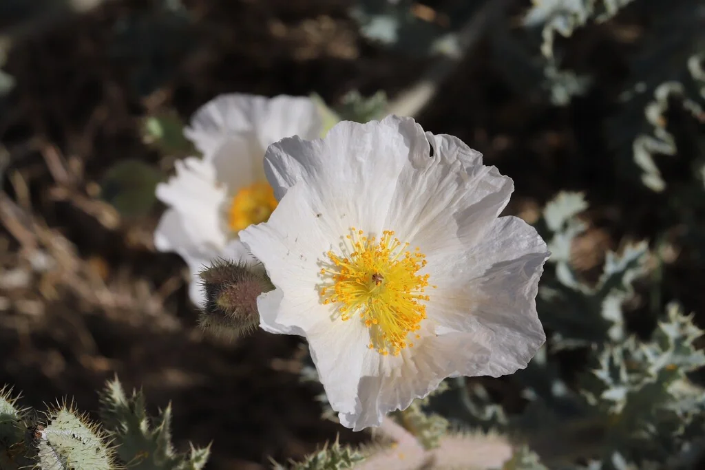 Argemone Munita