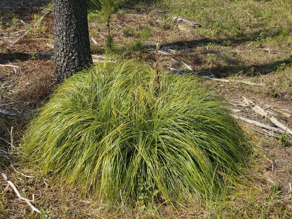 Xerophyllum Tenax
