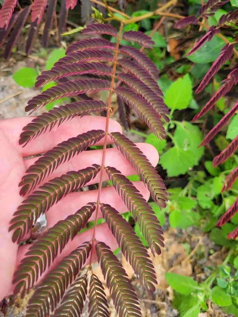 Albizia Julibrissin