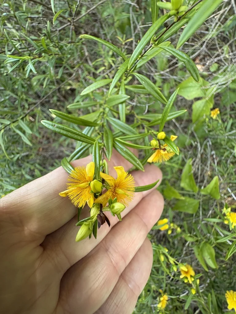 Hypericum Prolificum