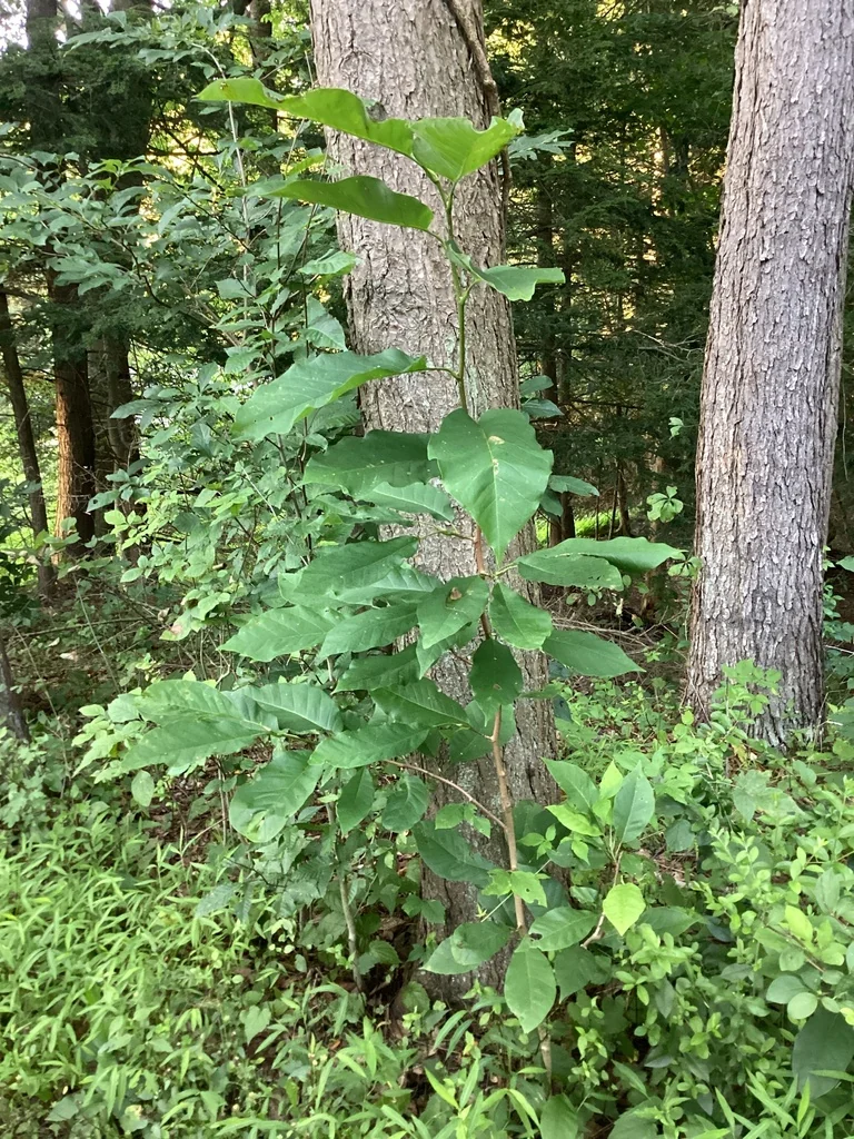 Magnolia Acuminata