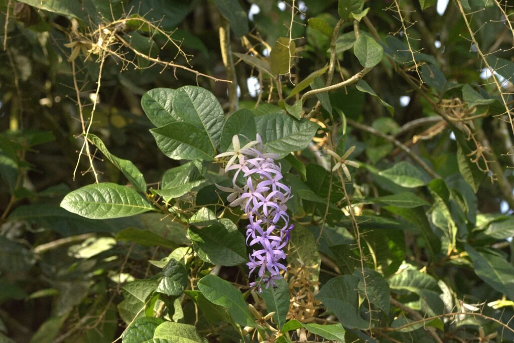 Petrea Volubilis