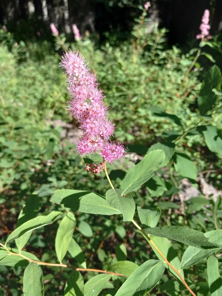 Spiraea Douglasii