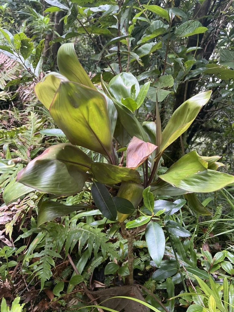 Cordyline fruticosa