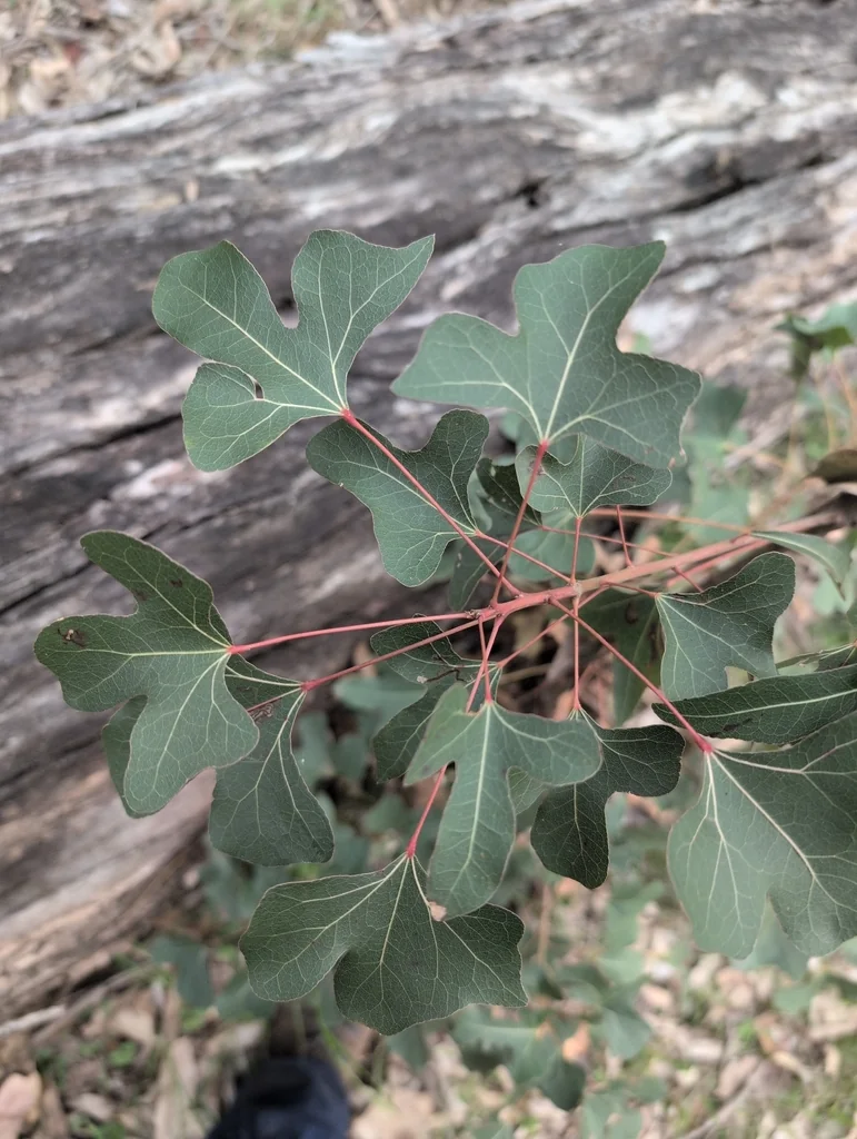 Brachychiton Populneus