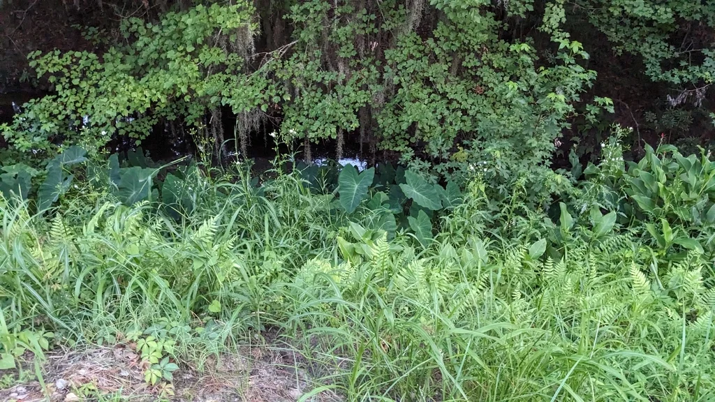 Colocasia esculenta