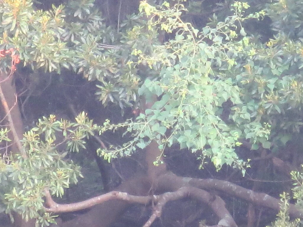 Triadica Sebifera