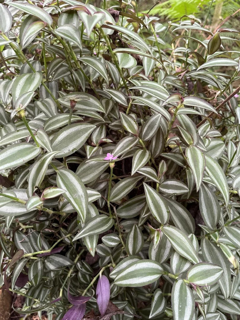 Tradescantia Zebrina