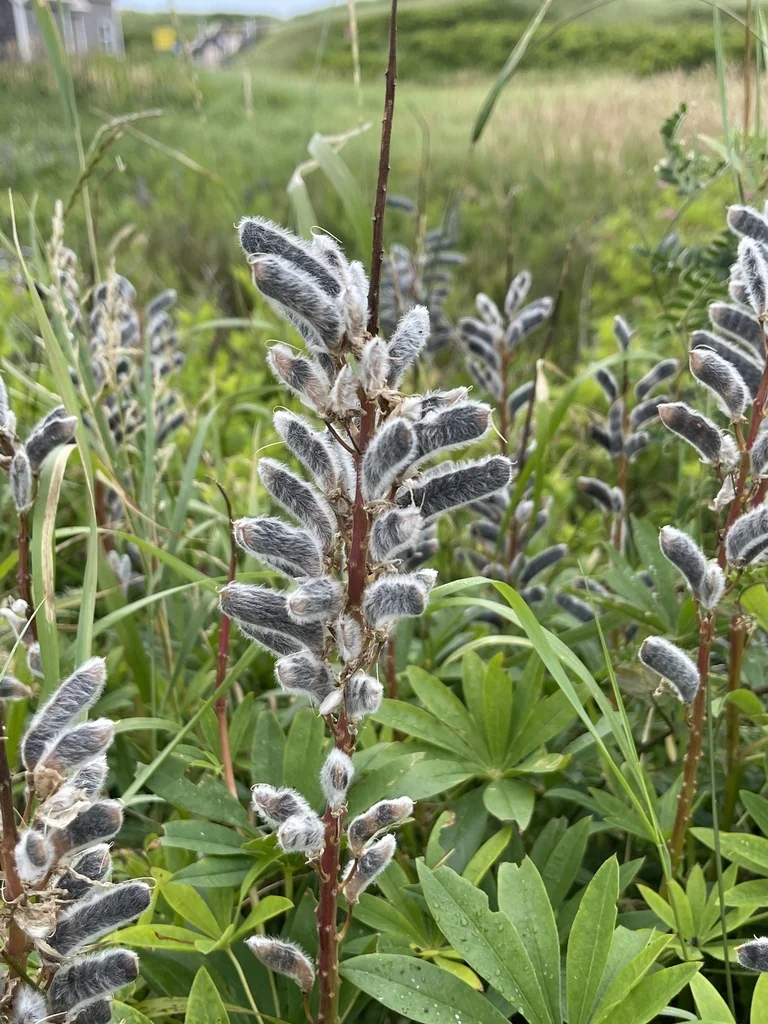 Lupinus Polyphyllus