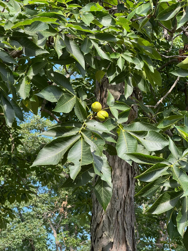 Carya Ovata