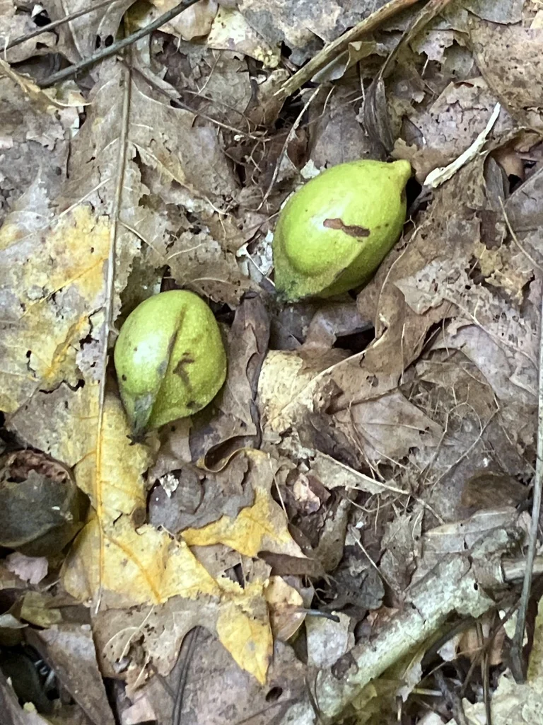 Carya Cordiformis