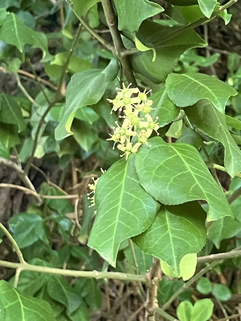 Euonymus fortunei